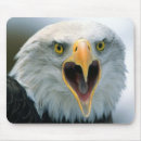 Search for bald eagle mousepads Bird