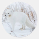 Search for arctic fox stickers Churchill