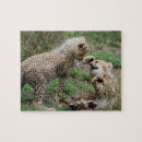 Search for baby cheetah puzzles Cub
