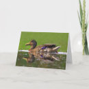 Search for duck fathers day cards Nature