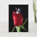 Search for boston terrier valentines day cards I love you
