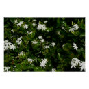 Search for jasmine flowers art White