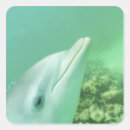 Search for bottlenose stickers Caribbean