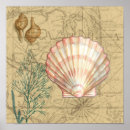 Search for white sea shells posters Coral