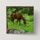 Search for grazing badges Pasture