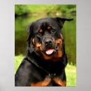 Search for bullie posters Dog lover