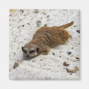 Search for chillin magnets Cute
