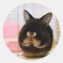 Search for black rabbit stickers Cute