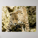 Search for leopard posters Beautiful