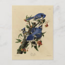 Search for john audubon postcards Lithograph
