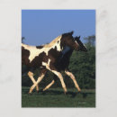Search for paint runs postcards Equestrian