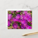 Search for ice plants postcards Flora