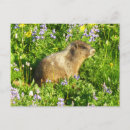 Search for marmot postcards Cute