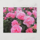 Search for spring love postcards Rose
