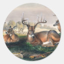 Search for whitetail stickers Nature