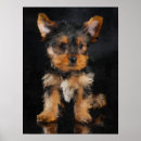 Search for yorkshire terrier posters Animal
