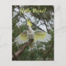 Search for animals photo postcards Bird