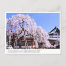 Search for cherry tree postcards Flower