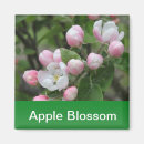 Search for green apple magnets Fresh