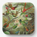 Search for hummingbird plates Birds