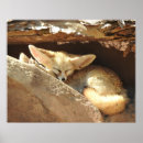 Search for fennec fox posters Wildlife