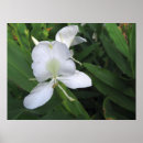 Search for garland posters Hawaiian