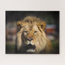 Search for lion puzzles Big cats