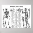 Search for muscular anatomy posters Chart