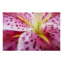 Search for stargazer lily posters Pink