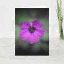Search for geraniums cards Nature