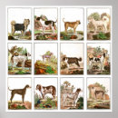 Search for daning posters Dogs