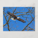 Search for wingspan postcards Eagle
