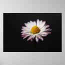 Search for bellis posters Pink