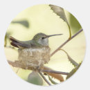 Search for bird nest stickers Branch