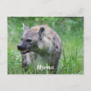 Search for grassland postcards Africa