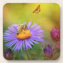 Search for aster barware Garden