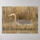 Search for great blue heron posters Wildlife photography