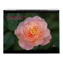 Search for rose colored photography Pink
