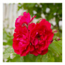 Search for red roses posters Photography
