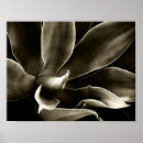 Search for agave posters Botanical
