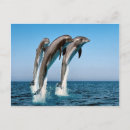 Search for jumping dolphin postcards Sea