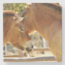 Search for beautiful horse coasters Animal