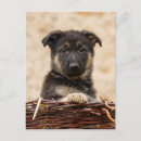 Search for wicker basket postcards Cute