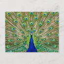Search for peacock feathers postcards Zoo