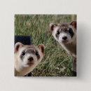 Search for ferret badges Animals