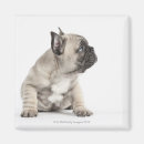 Search for pedigree magnets Animal