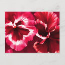 Search for little flowers postcards Pansy