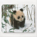 Search for china panda electronics Wildlife