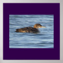 Search for loon posters Birds