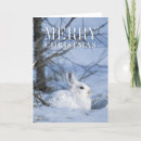 Search for snowshoe hare postcards Bunny